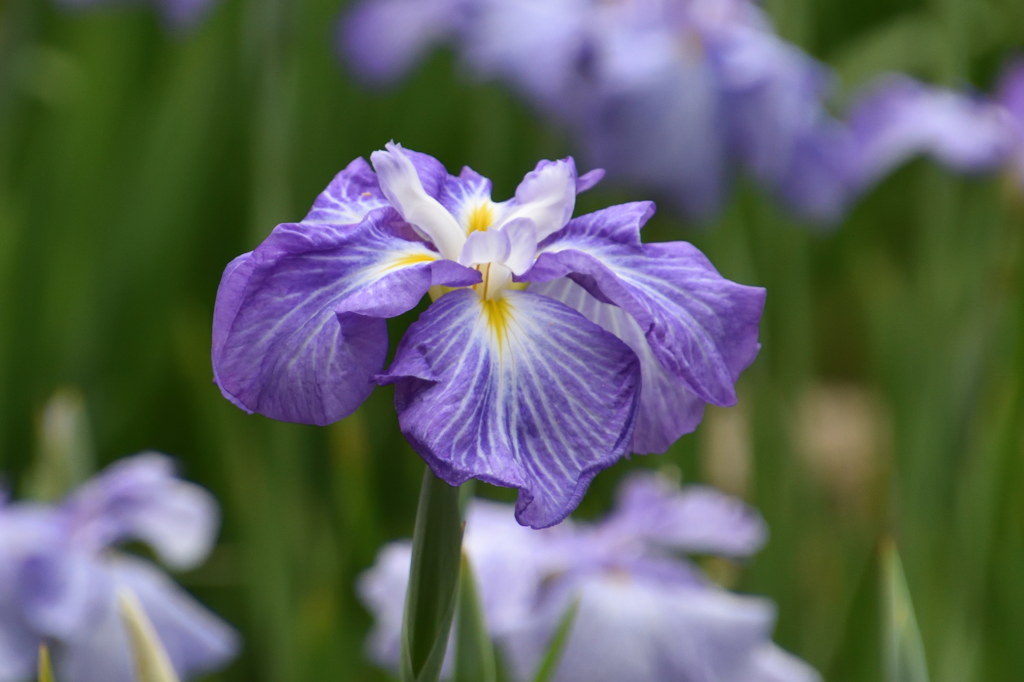 小石川後楽園　花菖蒲