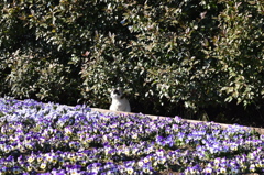 川崎 大師公園 川崎 大師公園