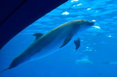 大洗水族館　イルカ