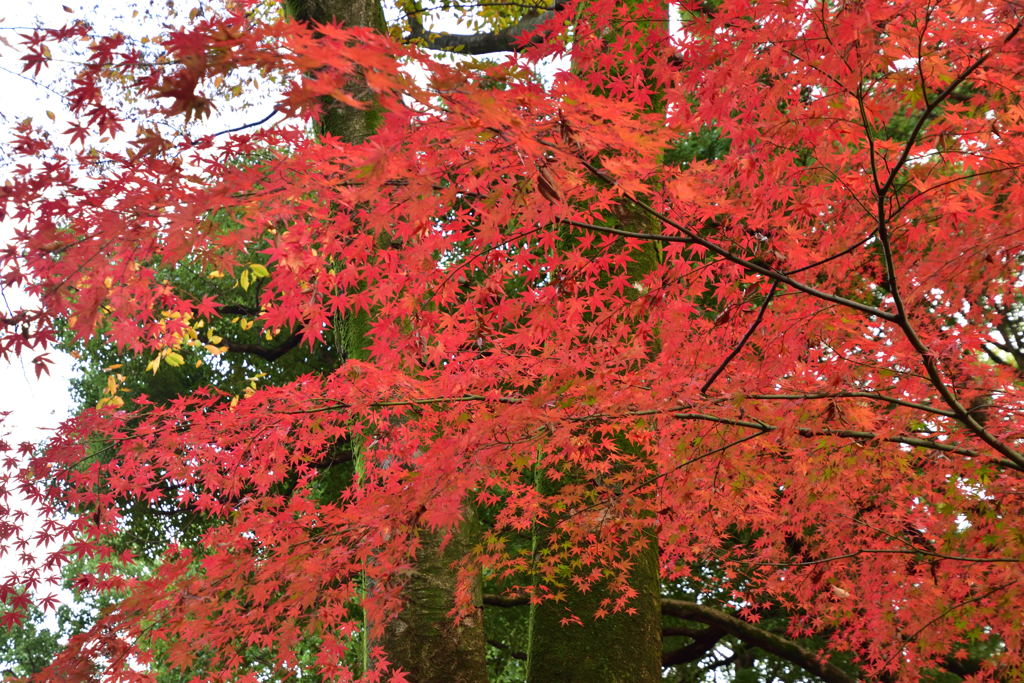 紅葉