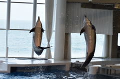 大洗水族館