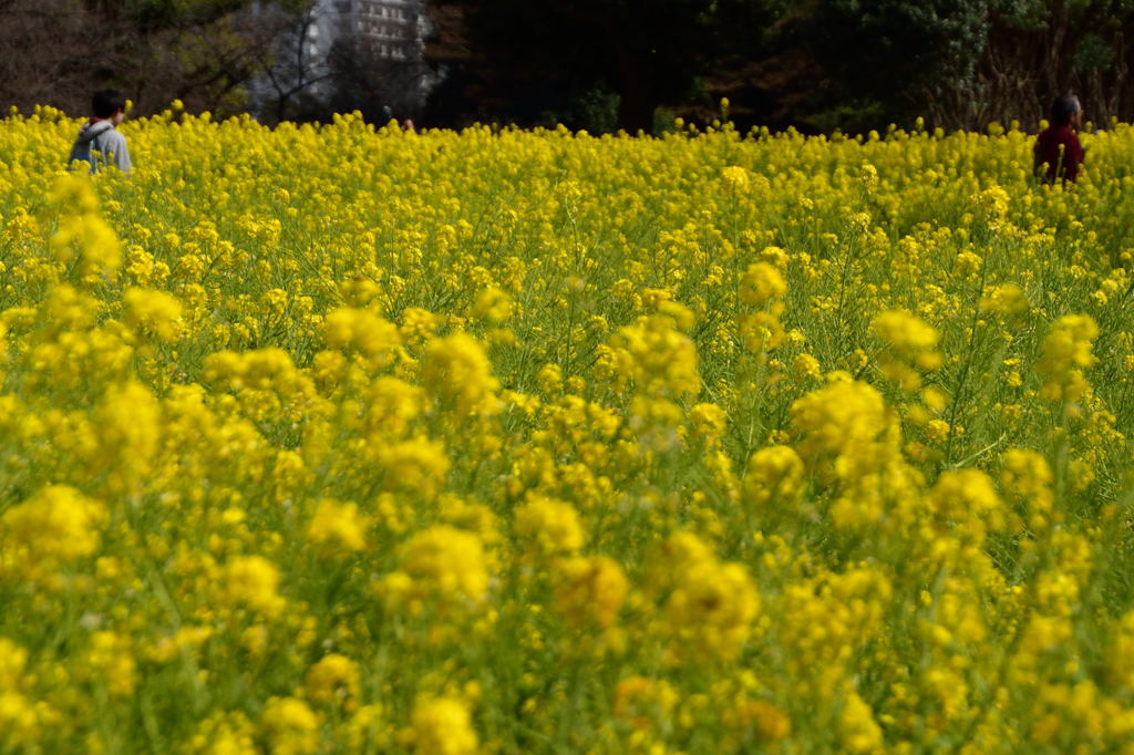 浜離宮恩賜庭園　菜の花畑