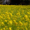 浜離宮恩賜庭園　菜の花畑