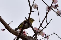 旧芝離宮恩賜庭園