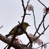 旧芝離宮恩賜庭園