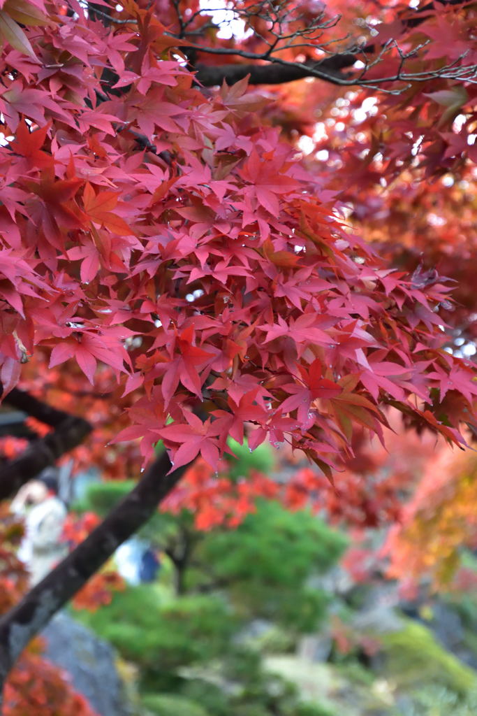 箱根美術館　紅葉
