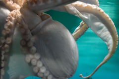 大洗水族館　タコ