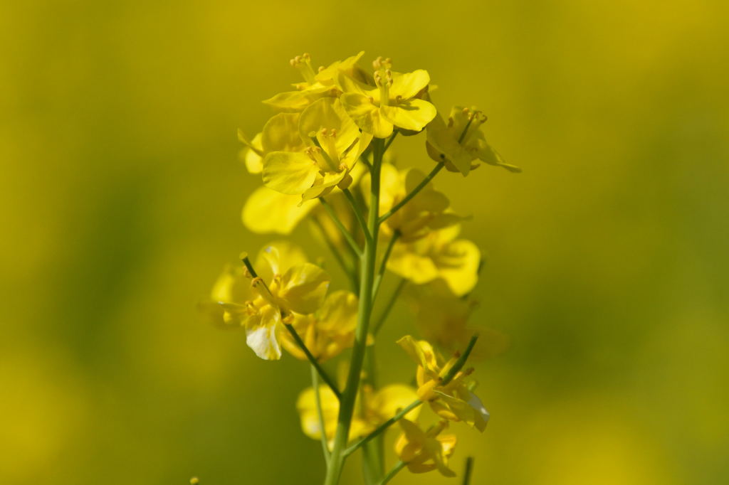 浜離宮恩賜庭園　菜の花畑