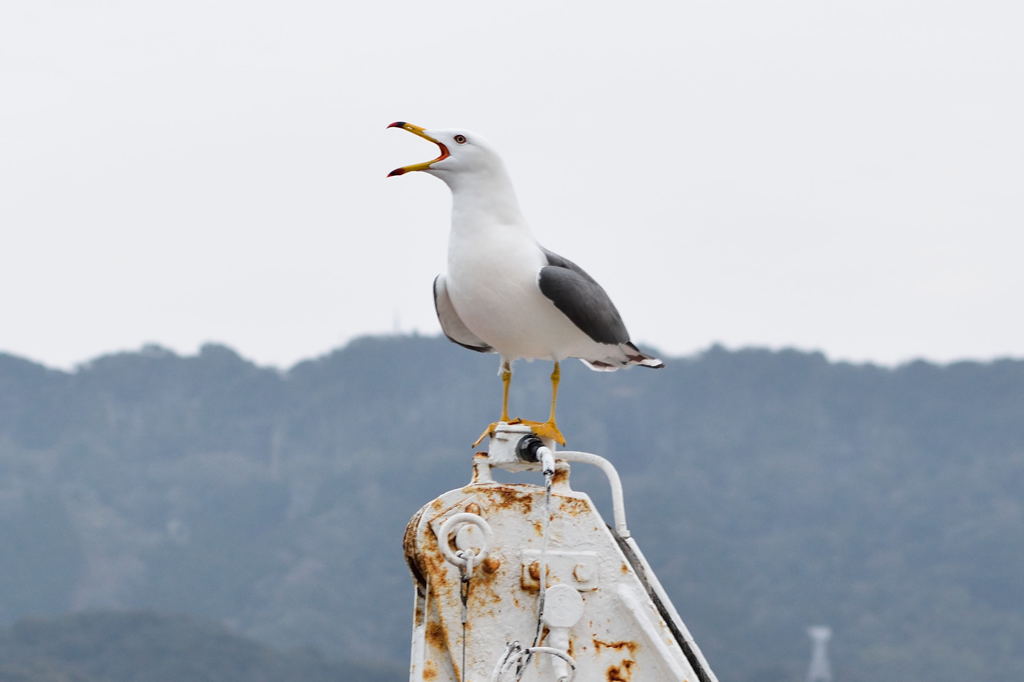 カモメ