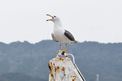 カモメ