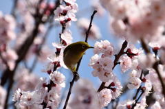 昭和記念公園