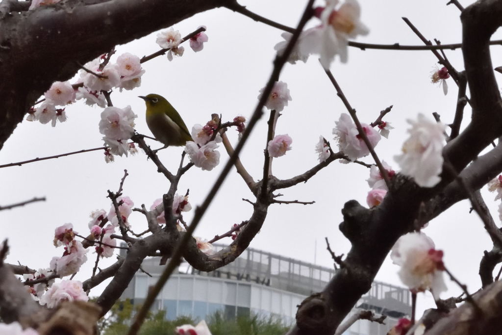 旧芝離宮恩賜庭園