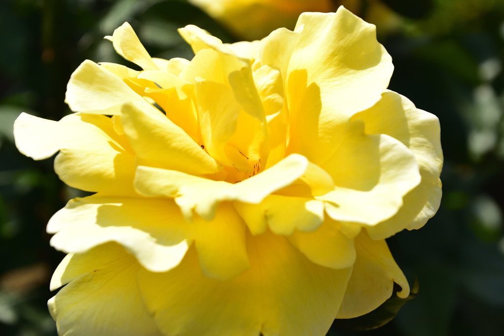 黄薔薇