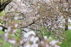 葉桜日和