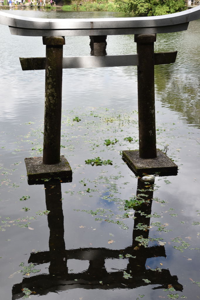 金鱗湖　鳥居