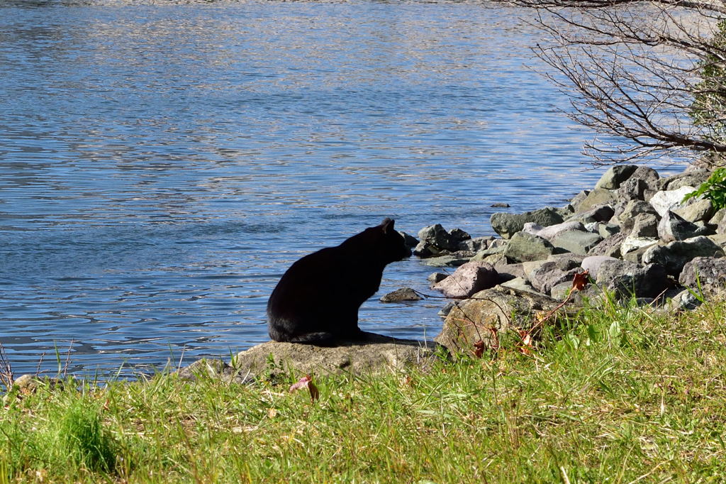 大井ふ頭中央海浜公園　猫