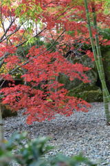 箱根美術館　紅葉