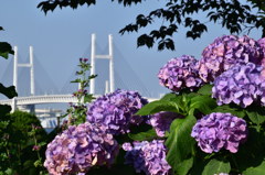 ベイブリッジと紫陽花