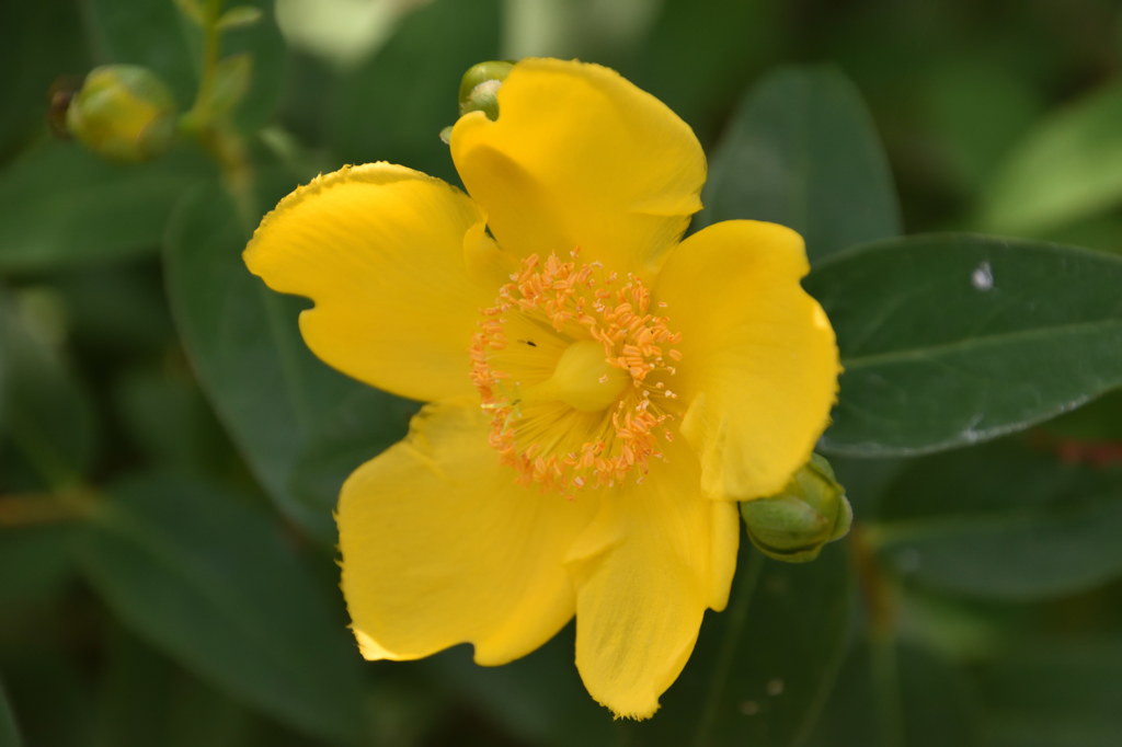初夏の花