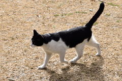 東京港野鳥公園　猫