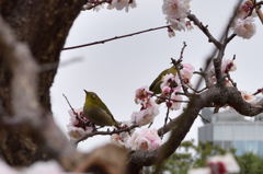 旧芝離宮恩賜庭園