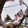 旧芝離宮恩賜庭園