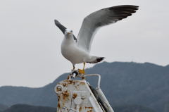 カモメ