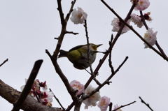 旧芝離宮恩賜庭園