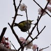 旧芝離宮恩賜庭園