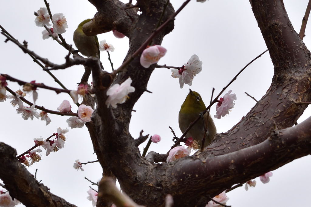 旧芝離宮恩賜庭園