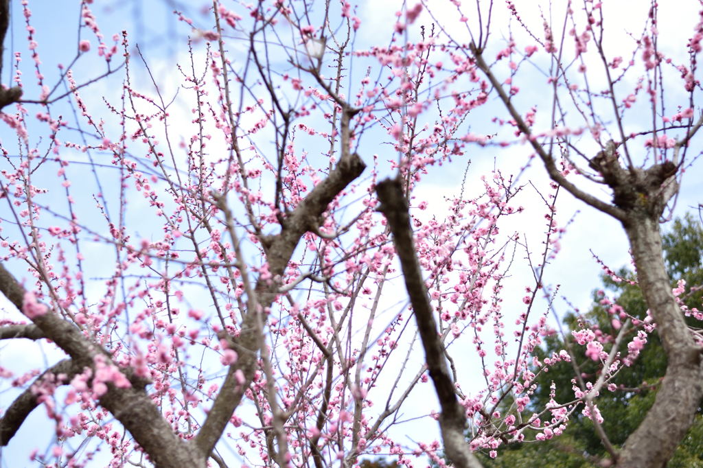 水戸偕楽園