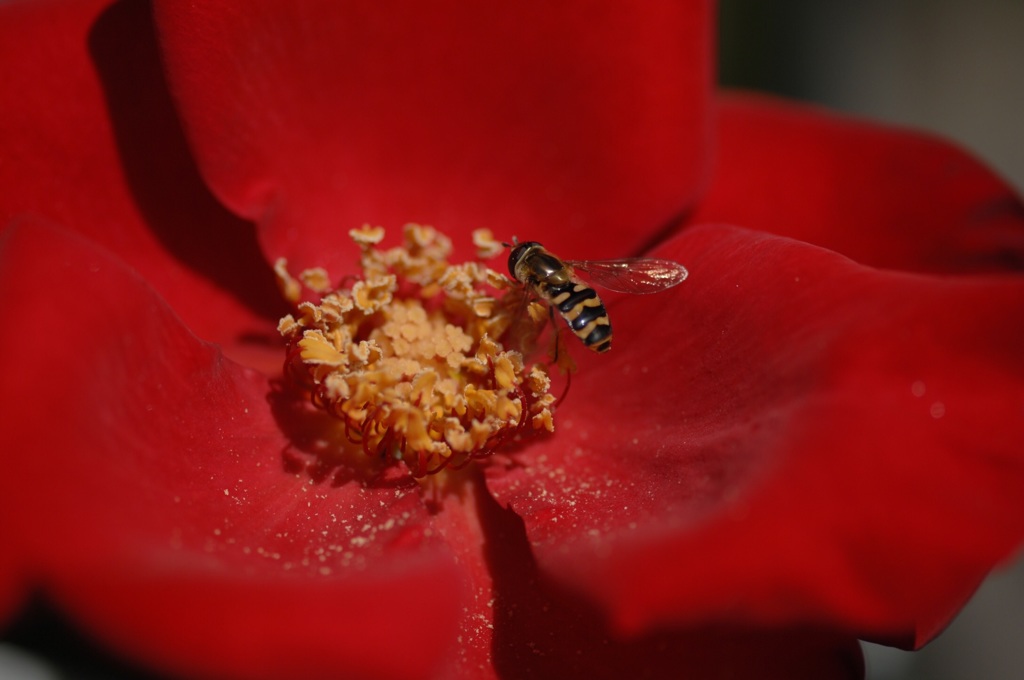 魅惑の赤薔薇