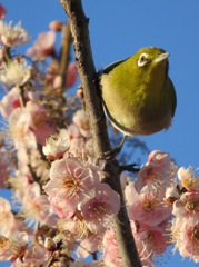 春の訪れ