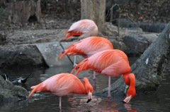 東山動物園 ベニイロフラミンゴ