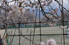 桜日本一の小学校