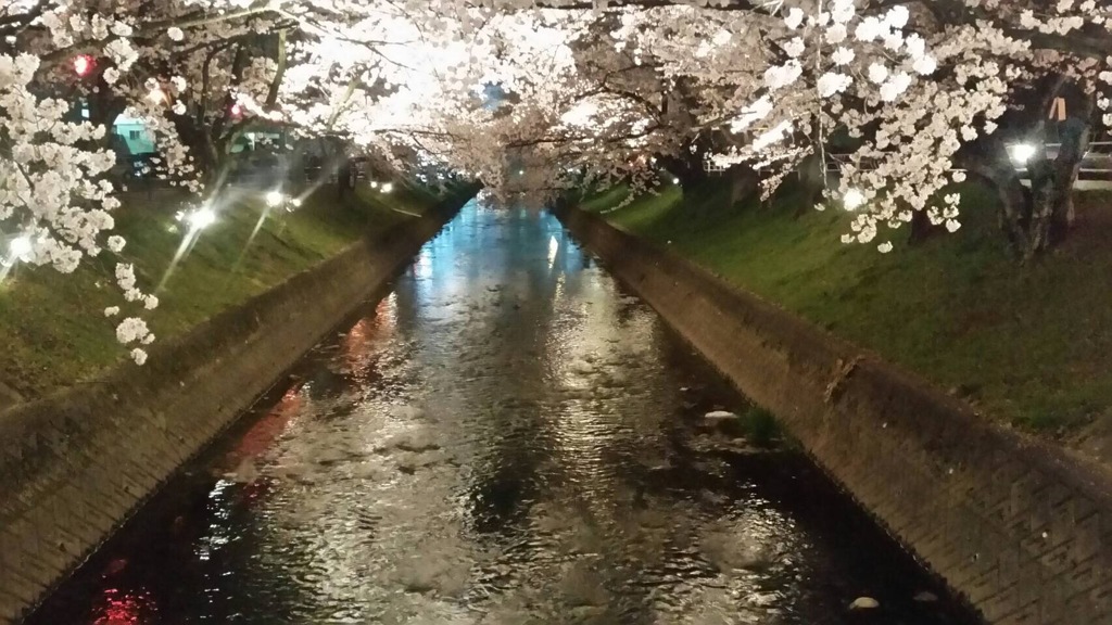 夜桜