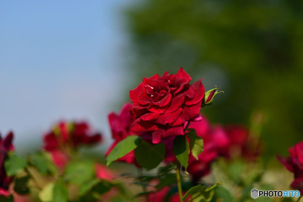 赤い薔薇