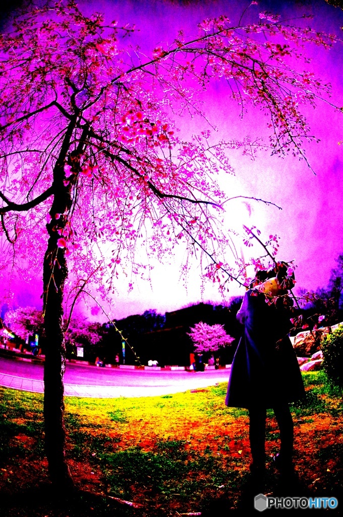 幻の桜