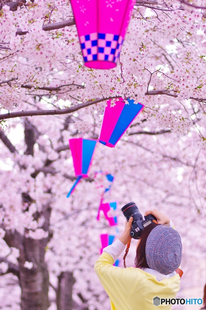 さくら