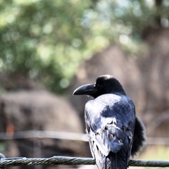 カラス