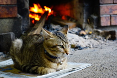 猫と暖炉