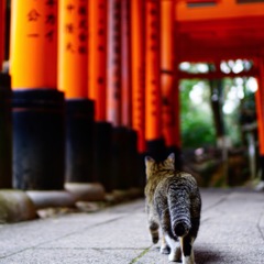 小さな参拝者