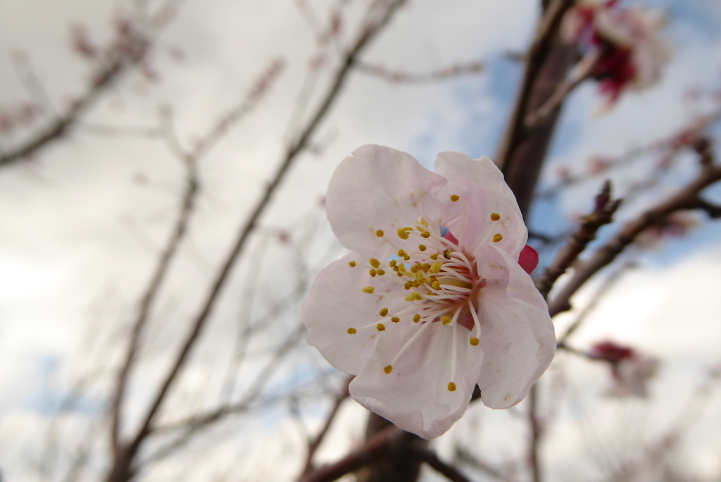 お花練習