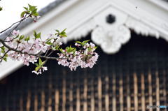 葉桜と櫓