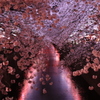 目黒川の桜