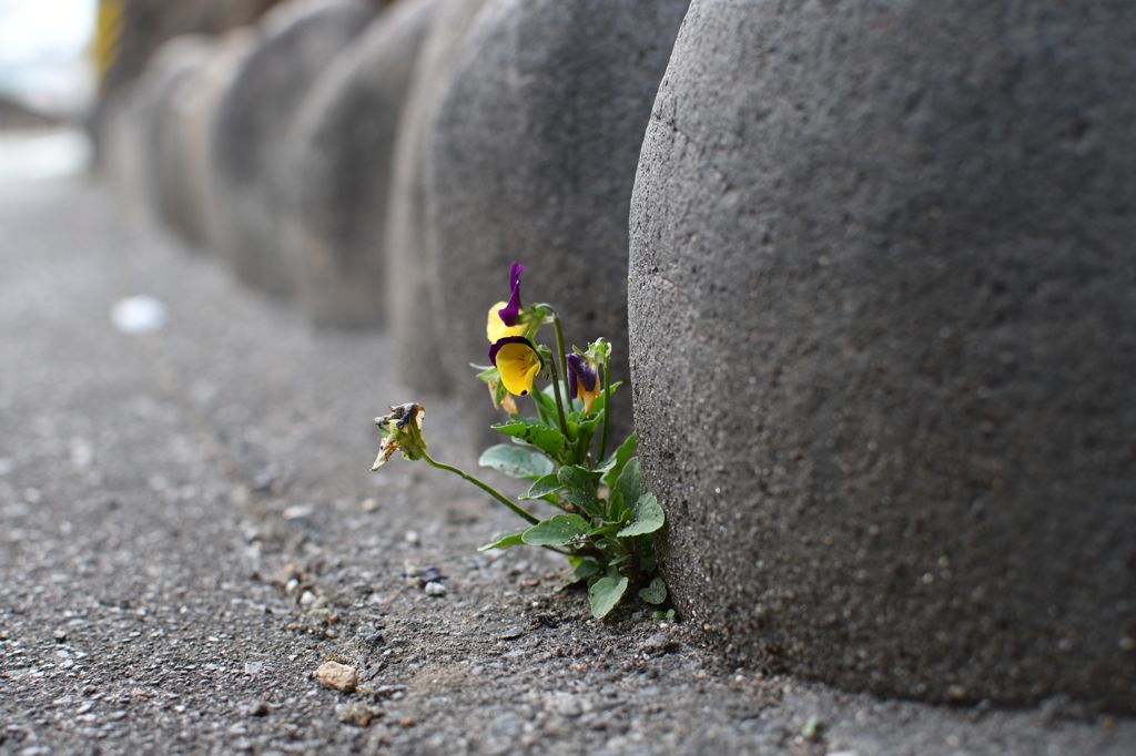 強き花