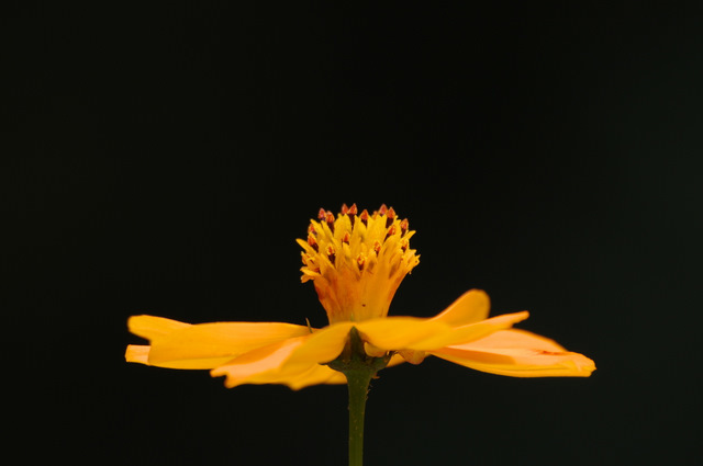 華