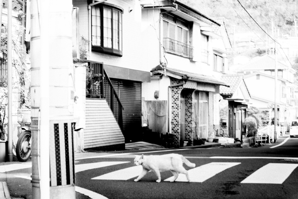 横断歩道を渡る猫