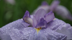 花菖蒲