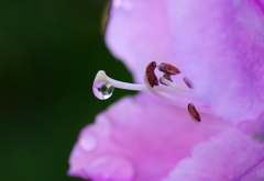 めしべの雫